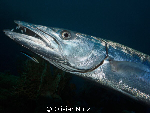 This barracuda is called Hans by the divers. I saw him th... by Olivier Notz 